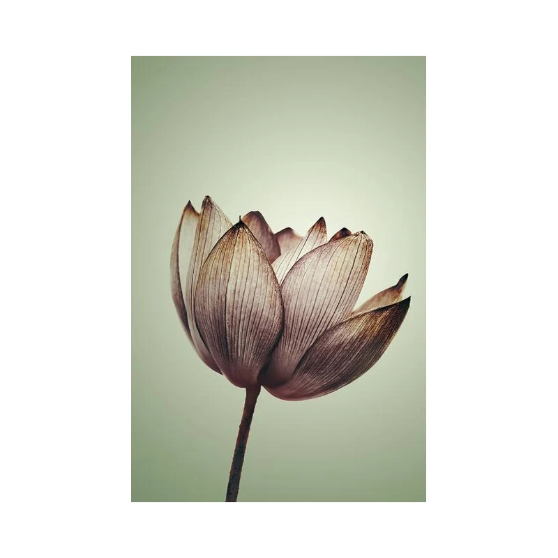 Kép /Absztrakt-lotus-vászon-festmények-a-falon-művészeti-5-95817-thumb.jpg